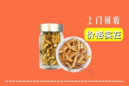 宁德屏南县回收散虫草