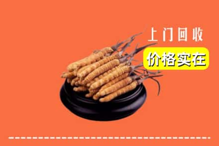 宁德屏南县回收冬虫夏草